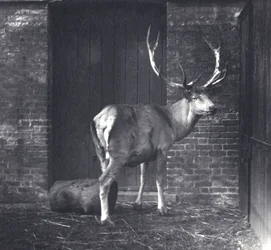 Wallichs Hirsch, auch bekannt als Shou, Zentralasiatischer oder Tibetischer Rothirsch, im Londoner Zoo, Dezember 1917